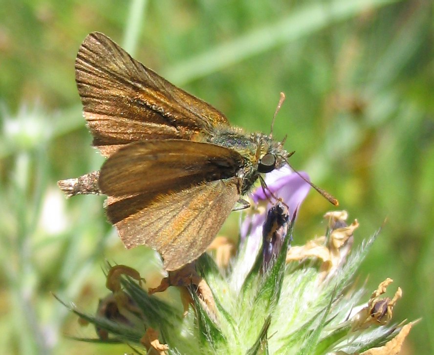 Hesperiidae: tutti Tymelicon acteon?